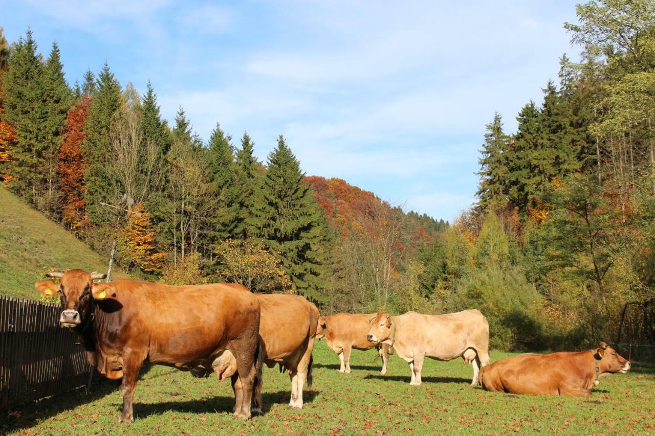 Urlaub Mitten Im Wald - Lueg Scheibbs Exteriér fotografie